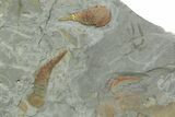 Two Aglaspid (Tremaglaspis) Fossils With Marrellomorphs (Furca) #350857-5